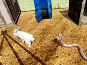 Python Snake Simulator Online Game